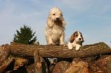 PTIT BASSET GRIFFON V.  068